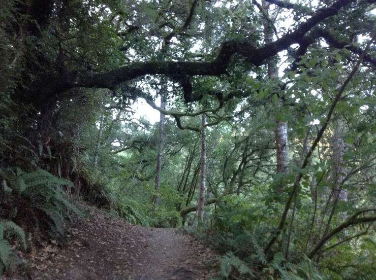Massive gnarled oak hanging over a trail at Point Reyes